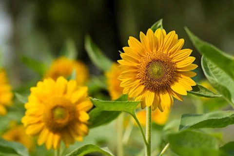 Sunflower Stock Photos