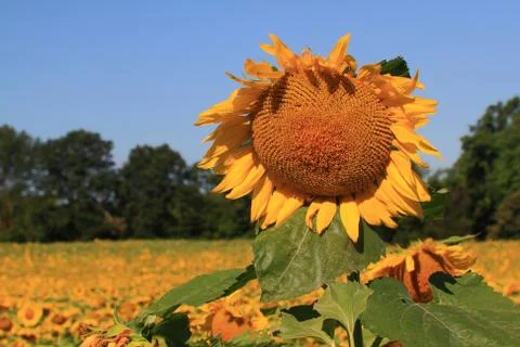Sunflower. Stock Photos