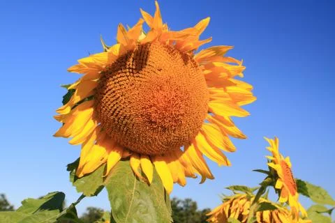 Sunflower. Stock Photos