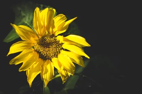 Sunflower Stock Photos