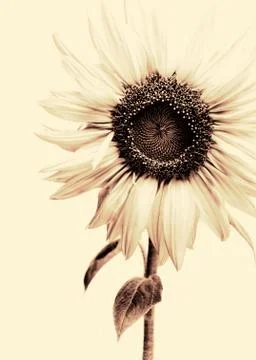 Sunflower 写真素材