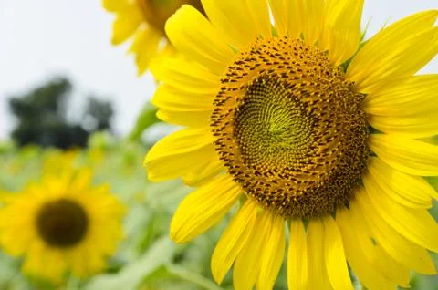 Sunflower Stock Photos