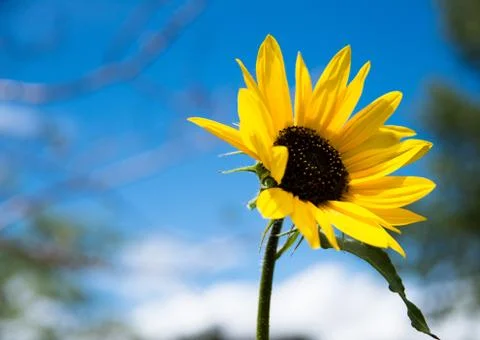 Sunflower Stock Photos