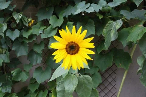 Sunflower Foto stock