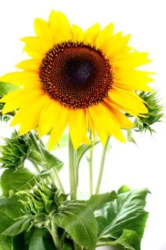 Sunflower Stock Photos