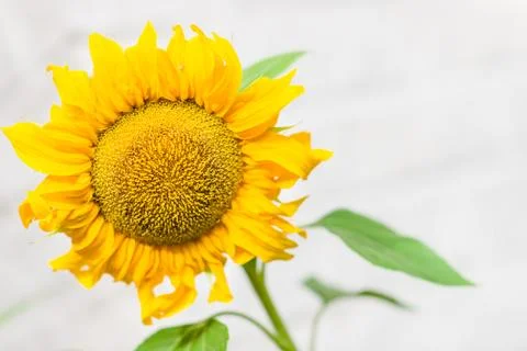 Sunflower Stock-Fotos