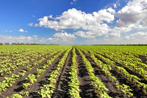Sunflower Stock Photos
