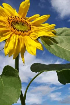 Sunflower  Stock Photos