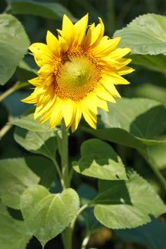 Sunflower Stock Photos