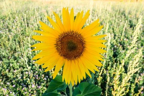 Sunflower Stock Photos