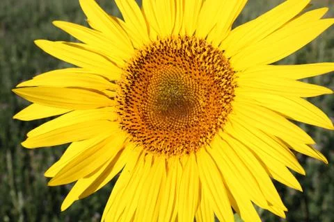 Sunflower Stock Photos