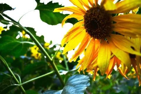 Sunflower Stock Photos