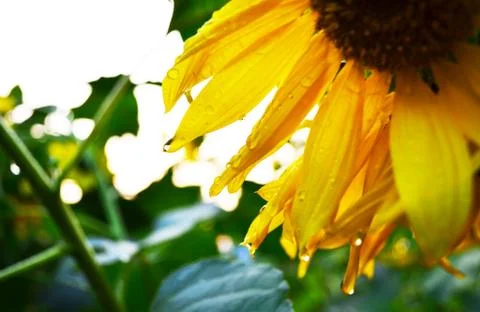 Sunflower Stock Photos
