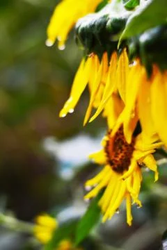 Sunflower Foto stock