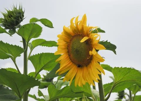 Sunflower Stock Photos
