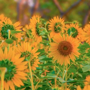 Sunflower 写真素材