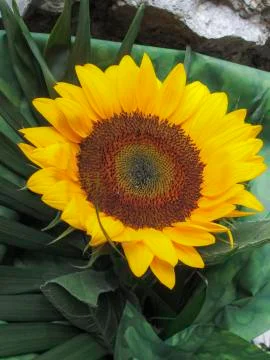 Sunflower Foto stock