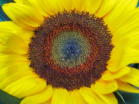 Sunflower Stock Photos