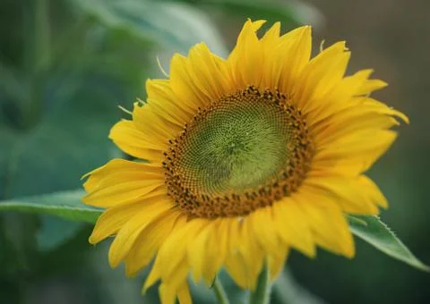 Sunflower Stock Photos