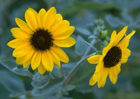 Sunflower Stock Photos