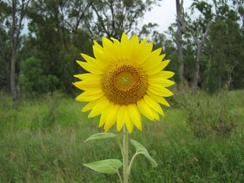 Sunflower Foto stock