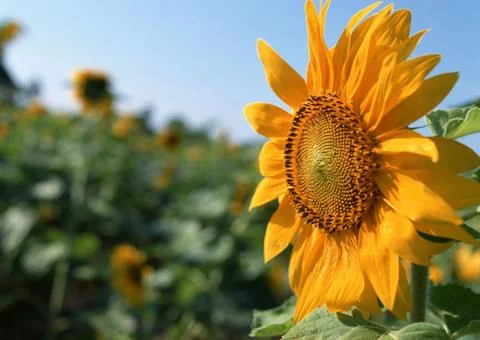 Sunflower Stock Photos