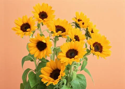 Sunflower Stock Photos