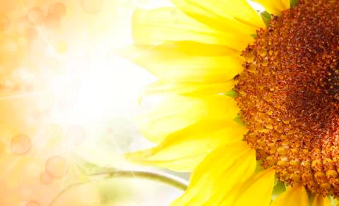 Sunflower Stock Photos