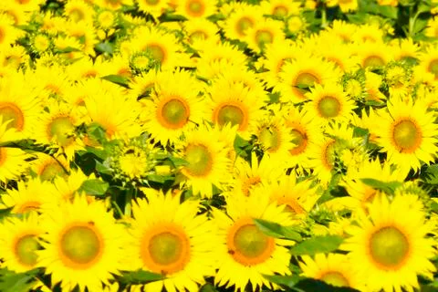 Sunflower Stock Photos