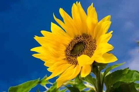 Sunflower Stock Photos