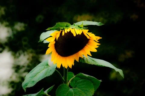 Sunflower Stock Photos