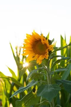 Sunflower Stock Photos