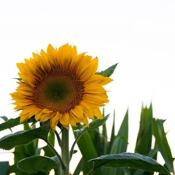 Sunflower Stock Photos