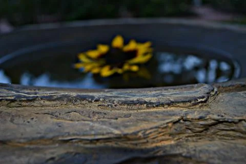 Sunflower Foto stock