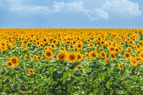 Sunflower Photos