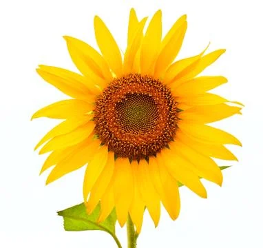 Sunflower Stock Photos