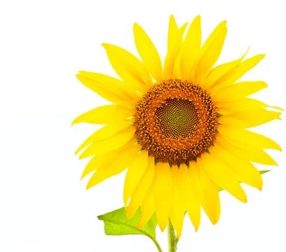Sunflower Stock Photos