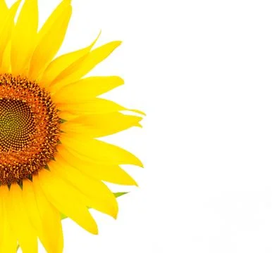 Sunflower Stock Photos