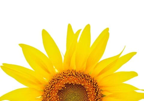 Sunflower Stock Photos