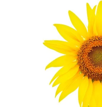 Sunflower Stock Photos