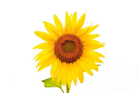 Sunflower Stock Photos