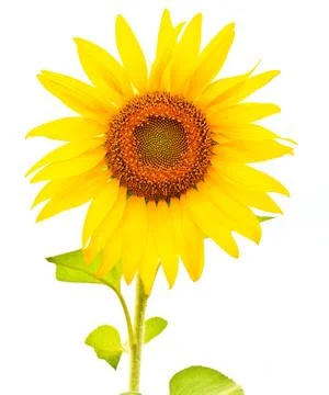 Sunflower Stock Photos