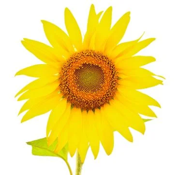 Sunflower Stock Photos