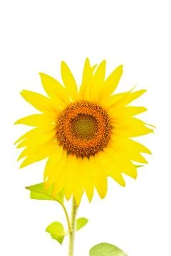 Sunflower Stock Photos