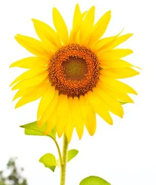 Sunflower Stock Photos