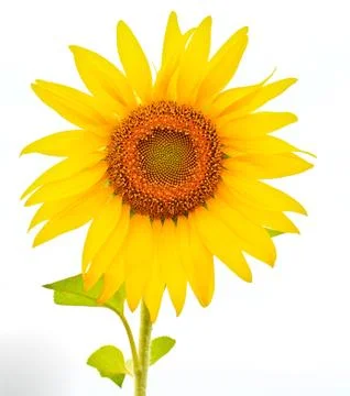 Sunflower Foto stock