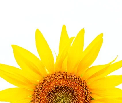 Sunflower Stock-Fotos