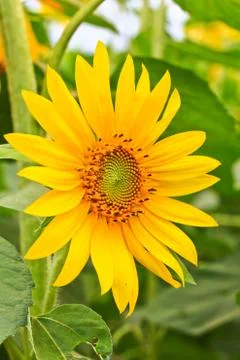 Sunflower Stock Photos