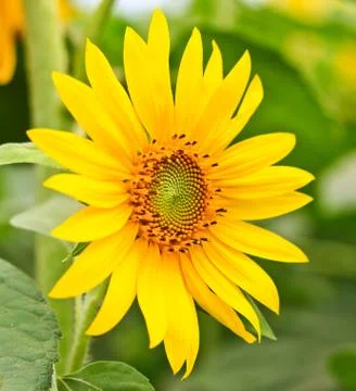 Sunflower Stock Photos