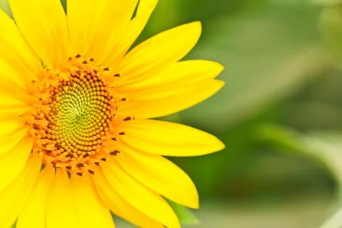 Sunflower Stock-Fotos